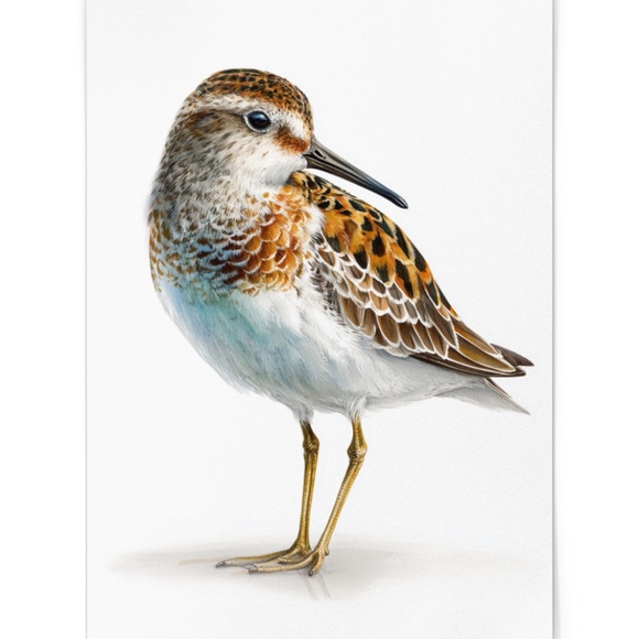 Watercolor Sandpiper Bird Portrait Wall Art Print, Unframed - Coastal Serenity - Picture 2 of 7
